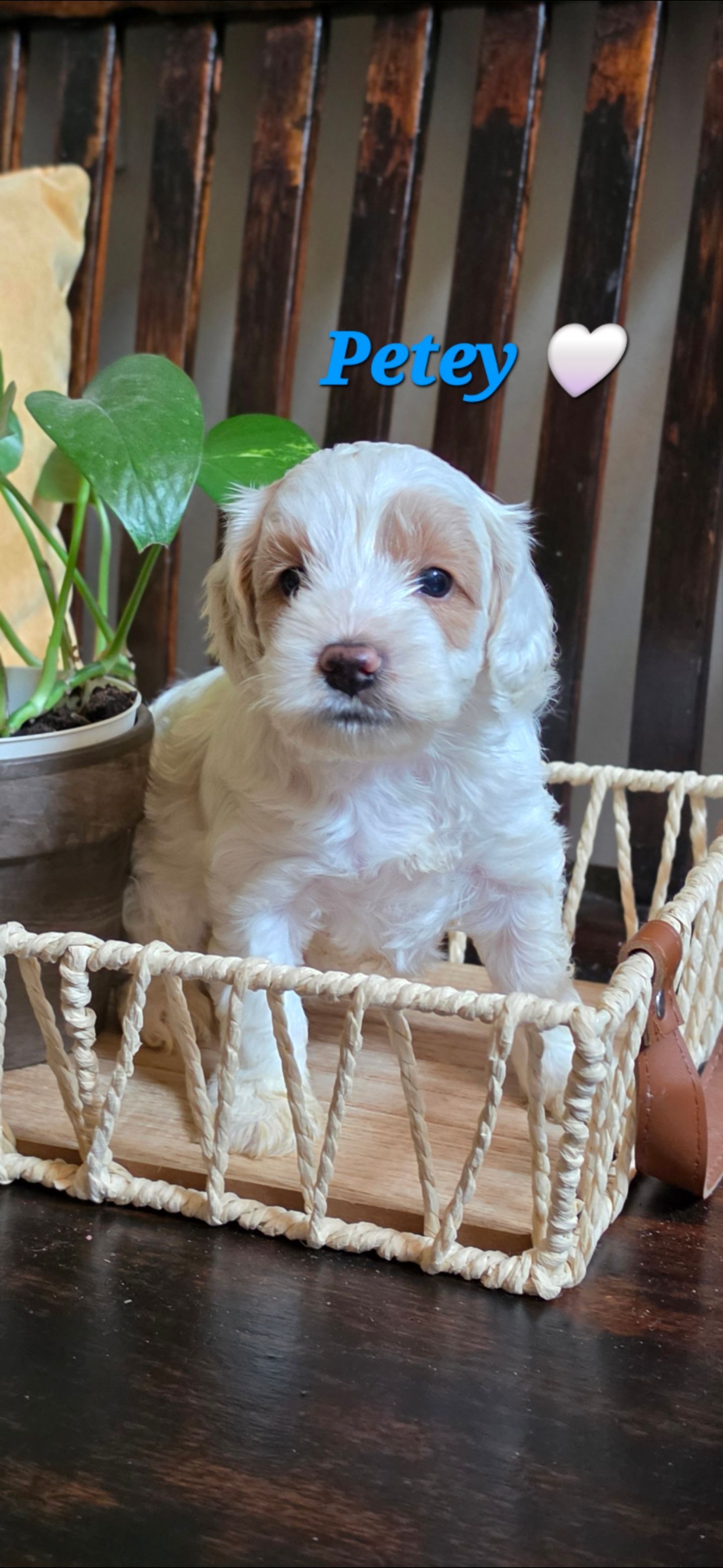 Petey - Cockapoo (Male) $2200