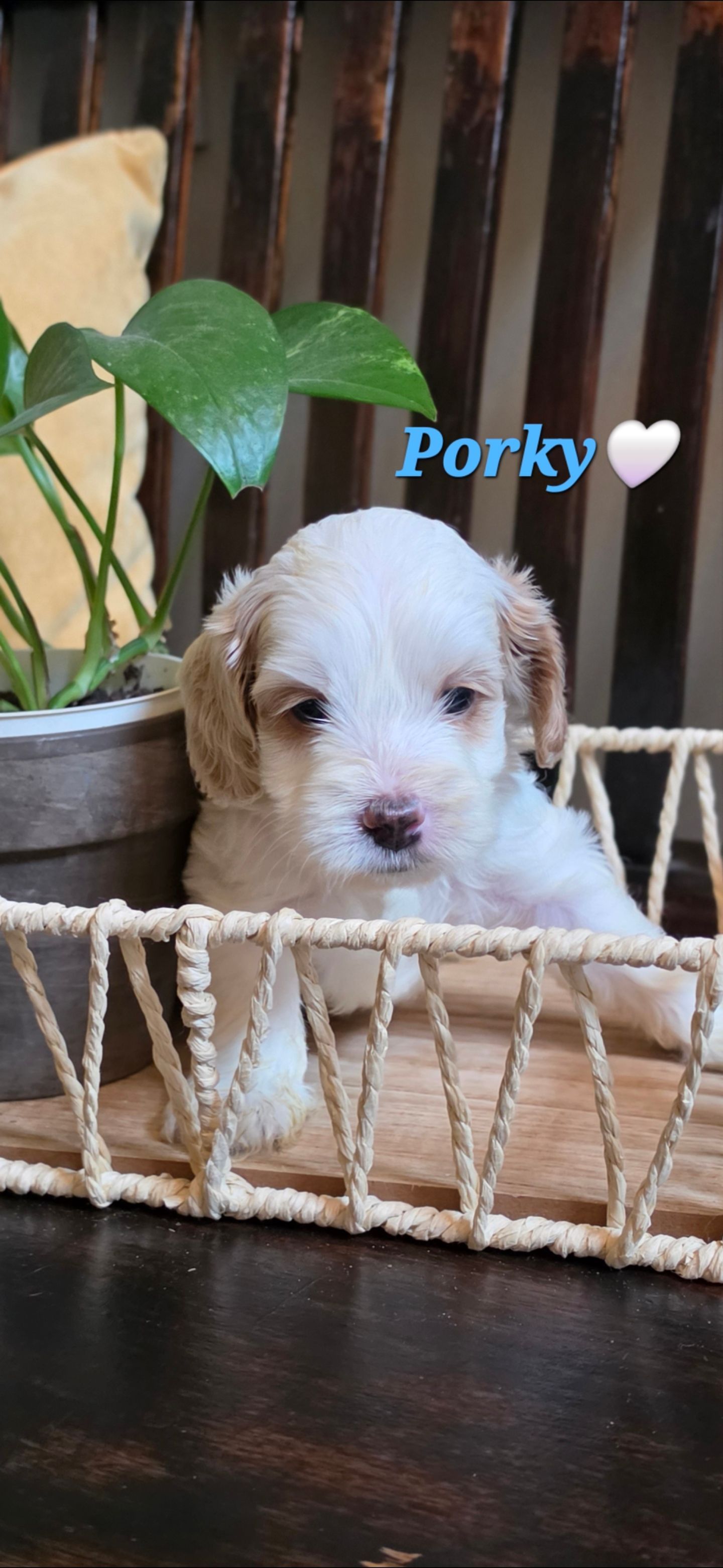 Porky - Cockapoo (Male) $2200