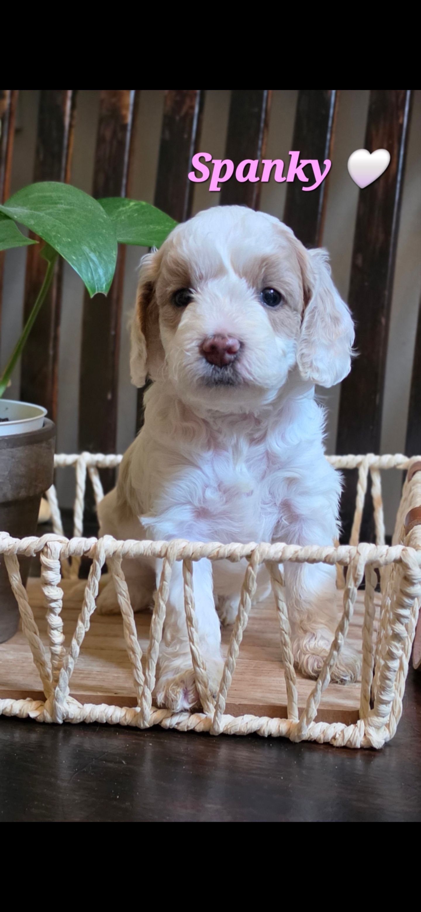 Spanky - Cockapoo (Female) $2200