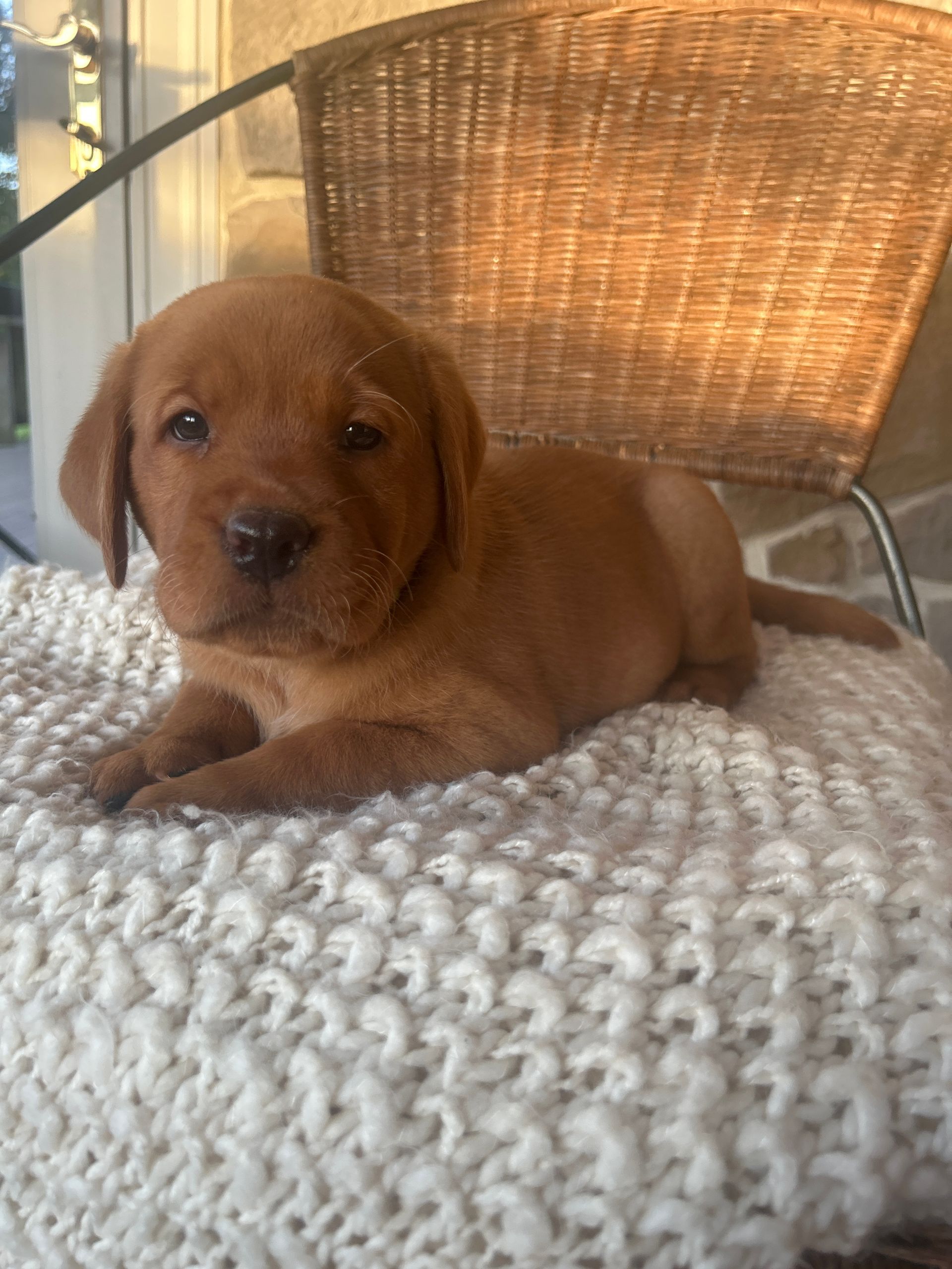 Zoey- Fox Red English Labrador Retriever (Female) $1000