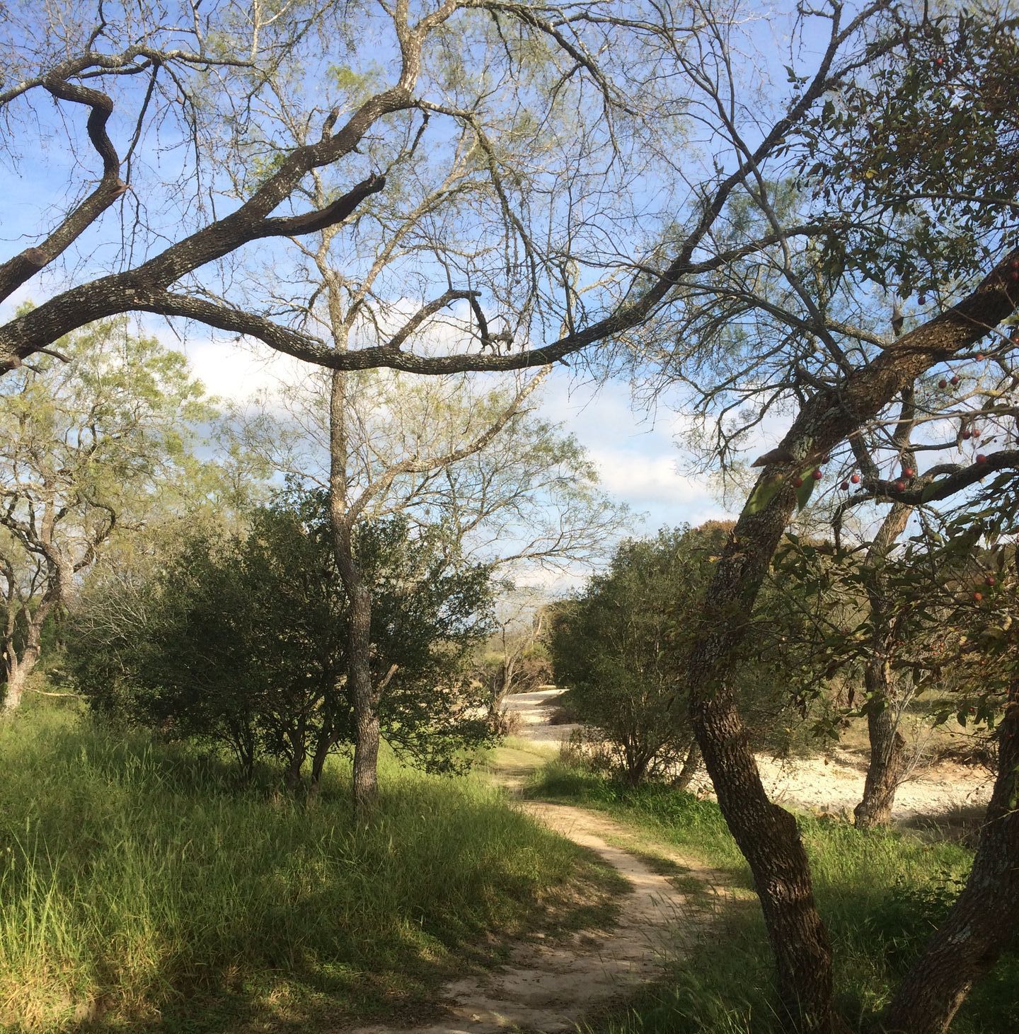 A dirt path surrounded by trees and grass on a sunny day