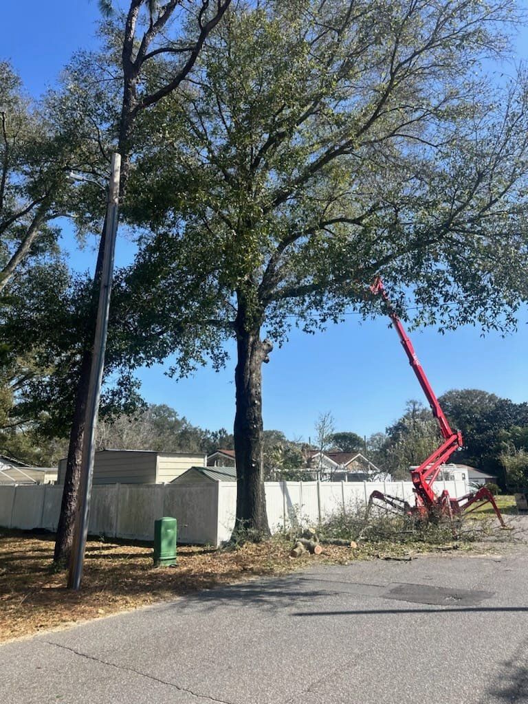 Tree Trimming Charlotte