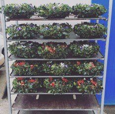 Wreaths for sale at a garden centre