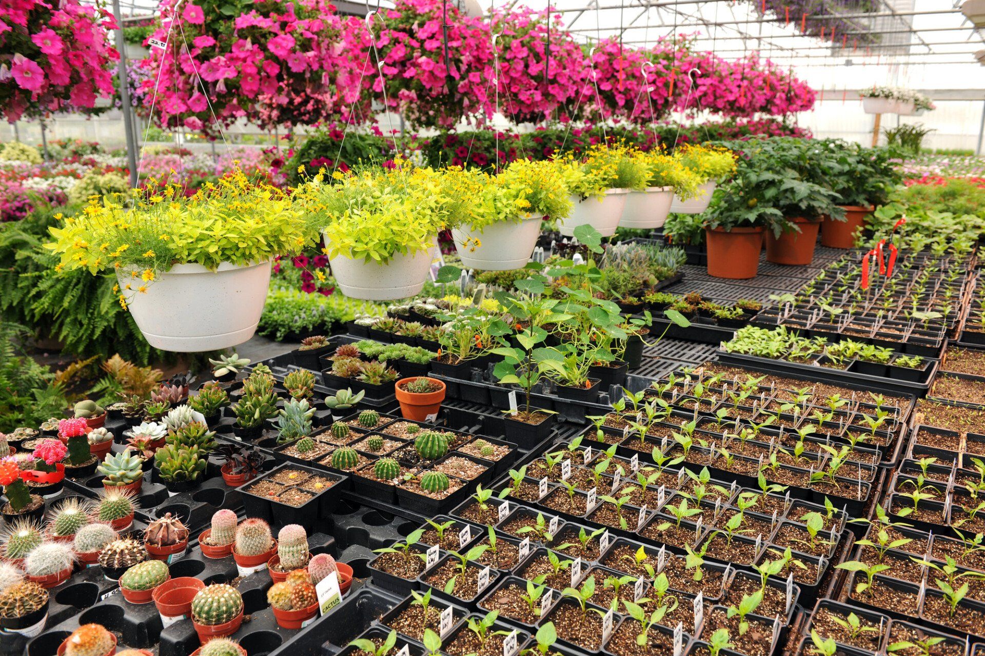 Garden centre plants and flowers