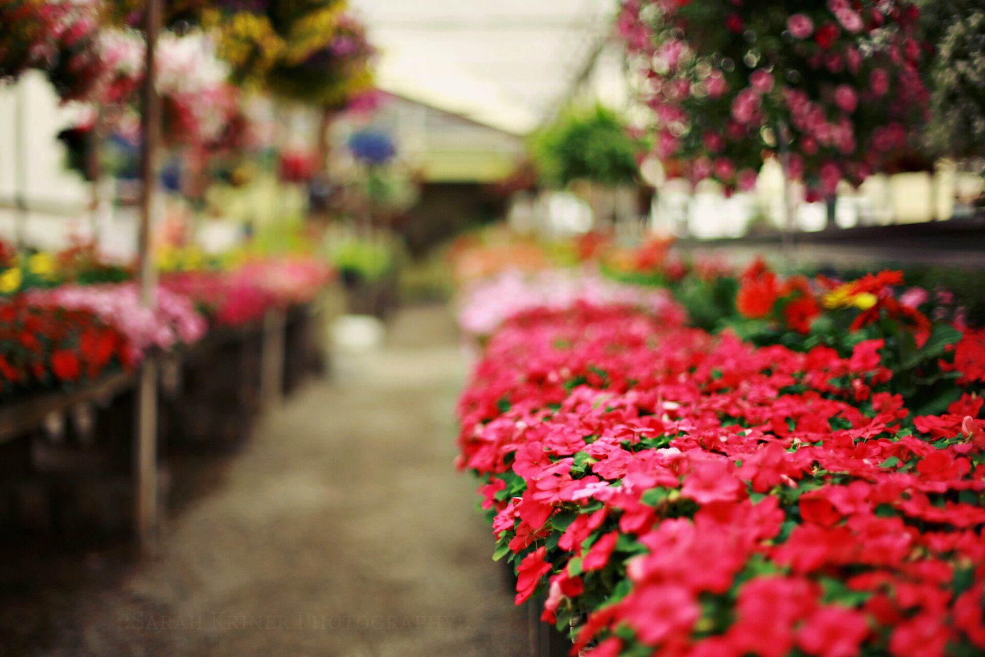 Garden centre flowers