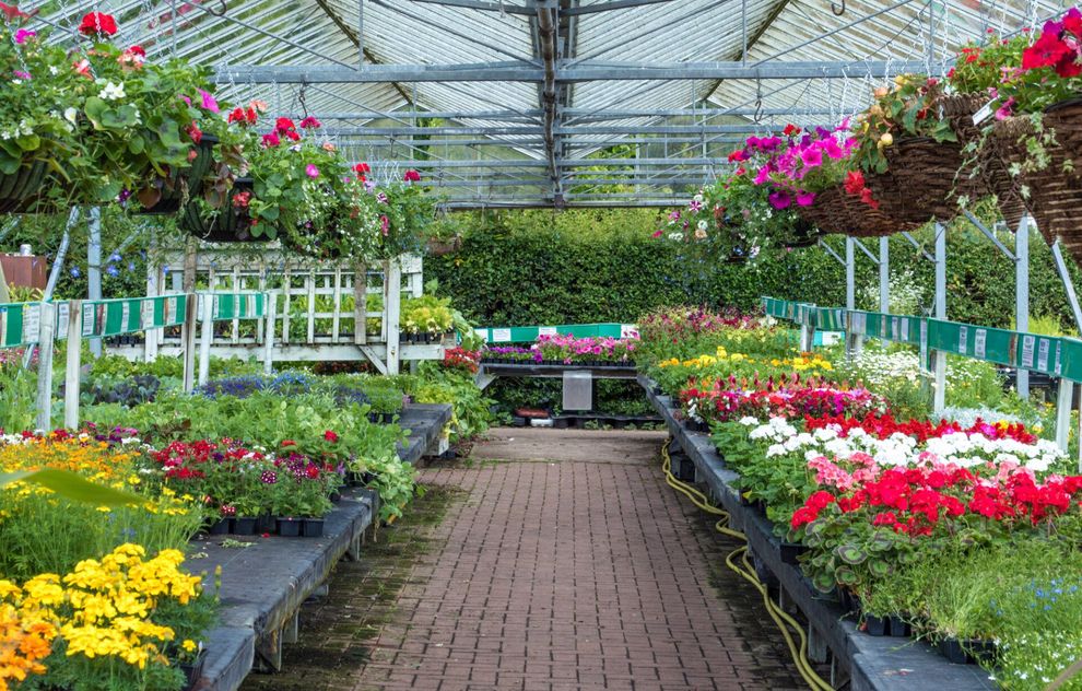 Garden centre bedding flowers