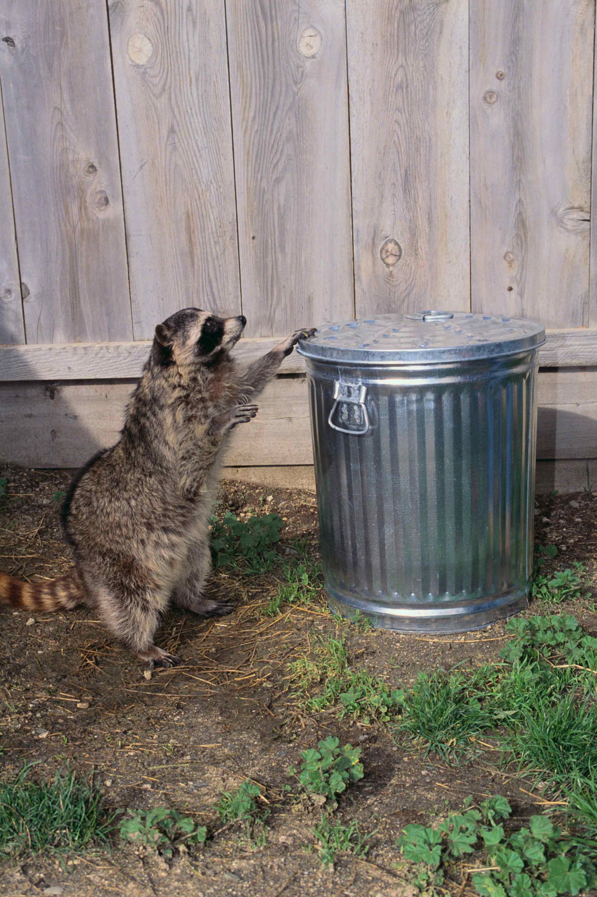 Raccoon — Rehoboth, MA — FLYNN PEST CONTROL