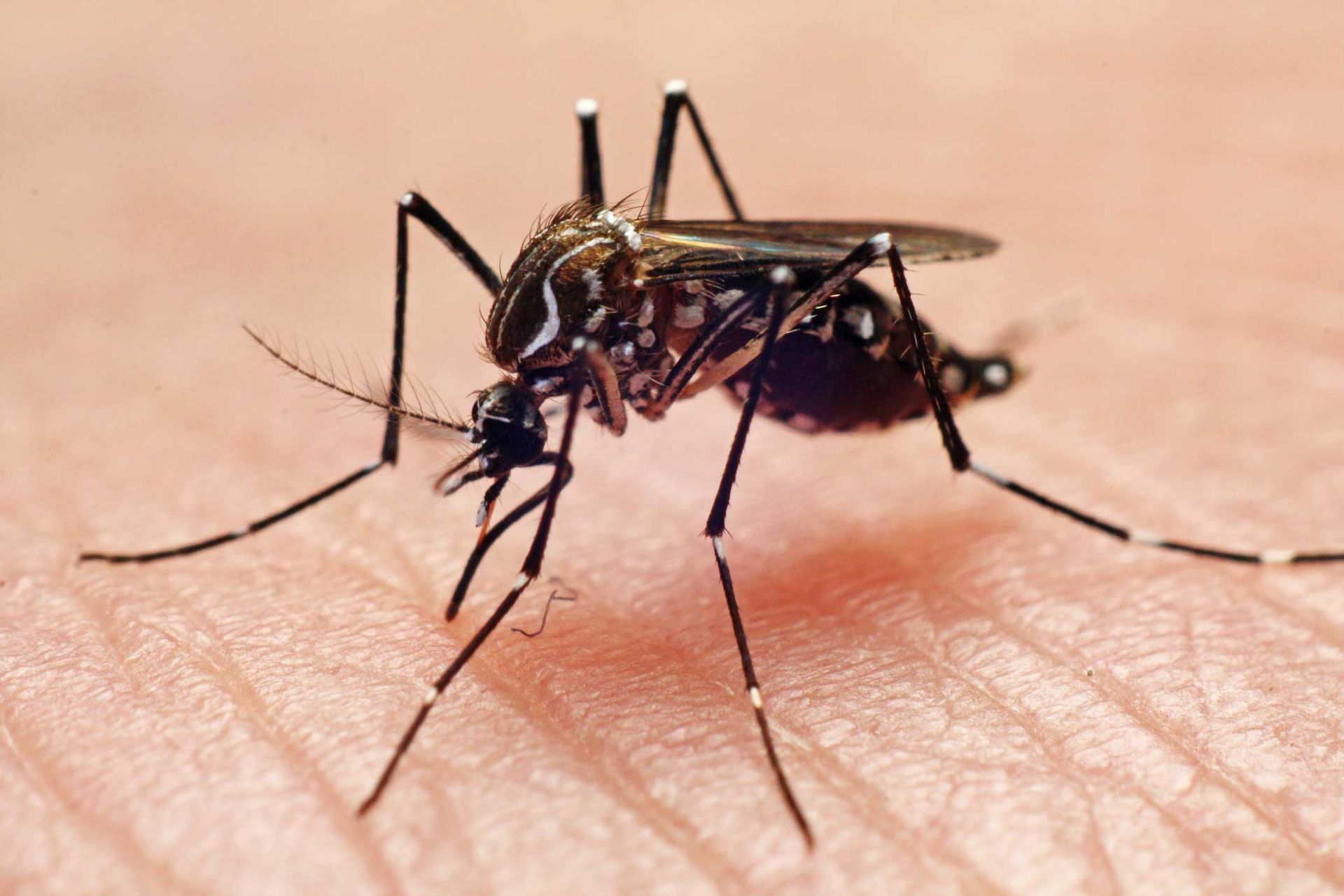 Mosquito — Rehoboth, MA — FLYNN PEST CONTROL