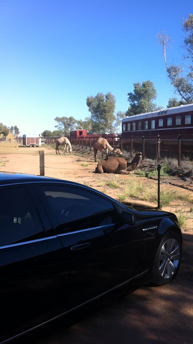 A Black Car Is Parked In Front Of A Train And Camels — A & P Private Hire In Sadadeen, NT
