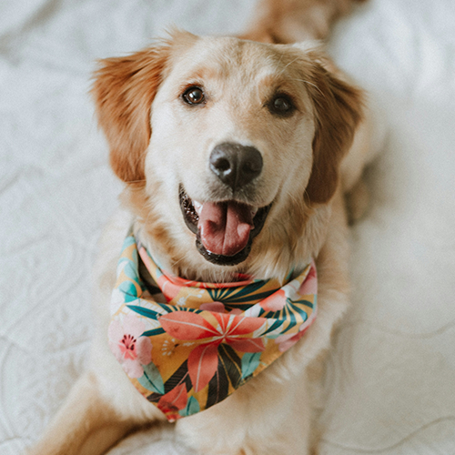 Pet Gear