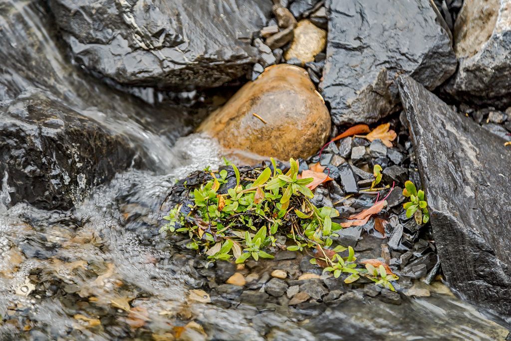 Small green plant growing among wet rocks in a shallow stream