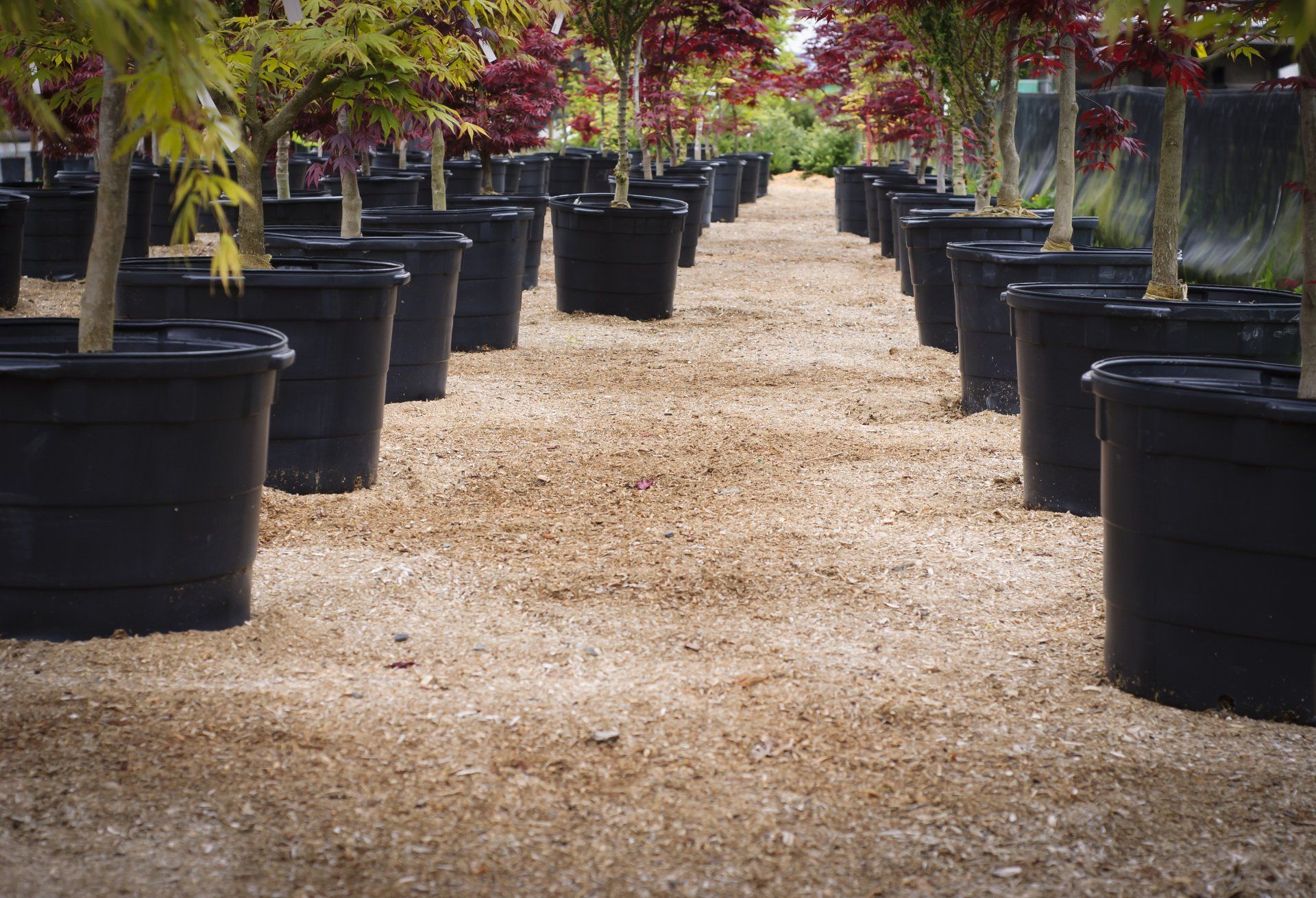 Small Trees  — Tree Nursery in Moorhead, MN