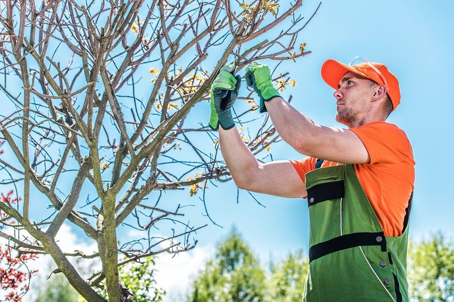 worker cutting the twigs