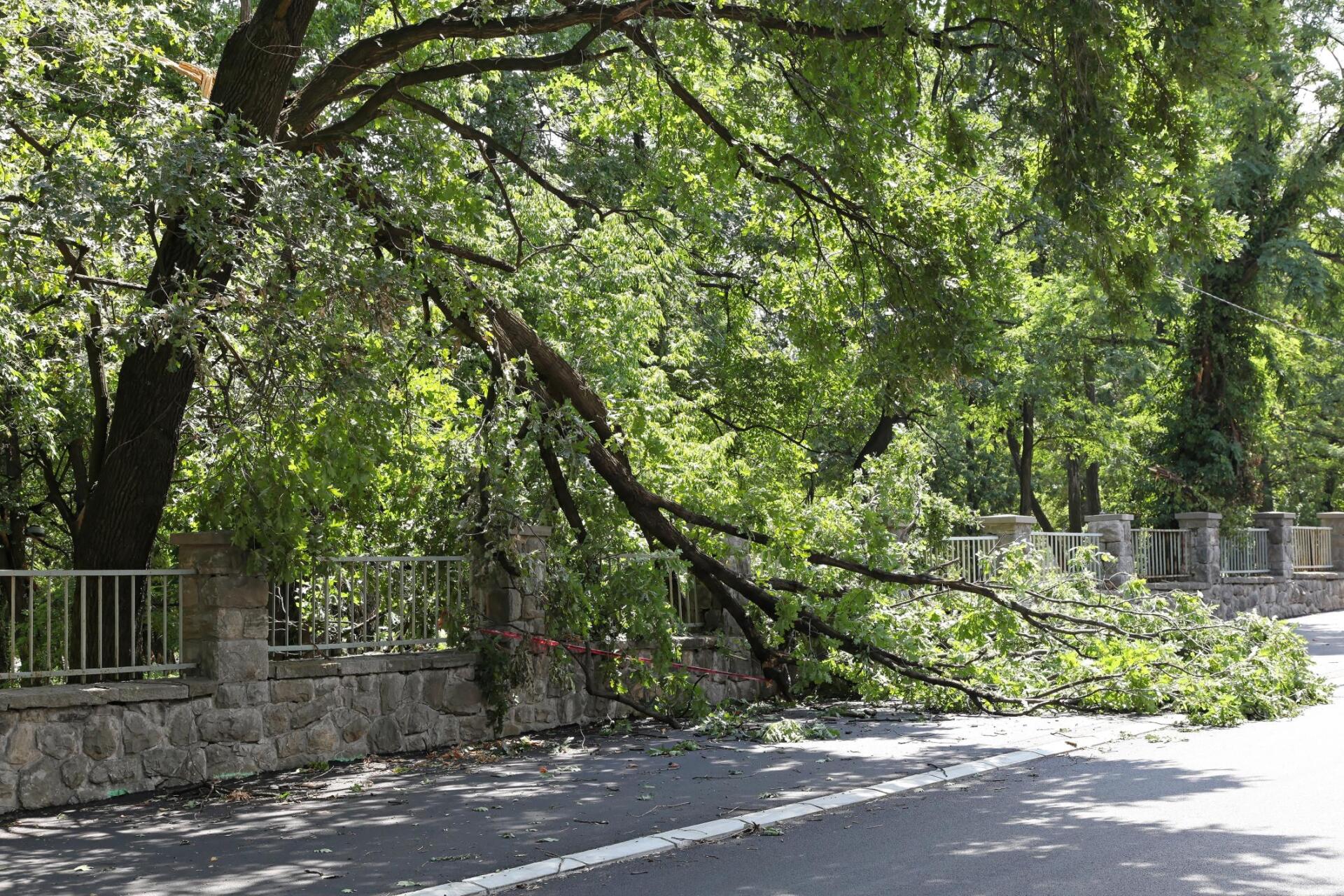 tree fell down in the road