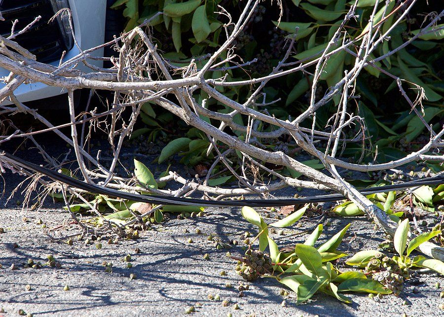 twigs in the ground