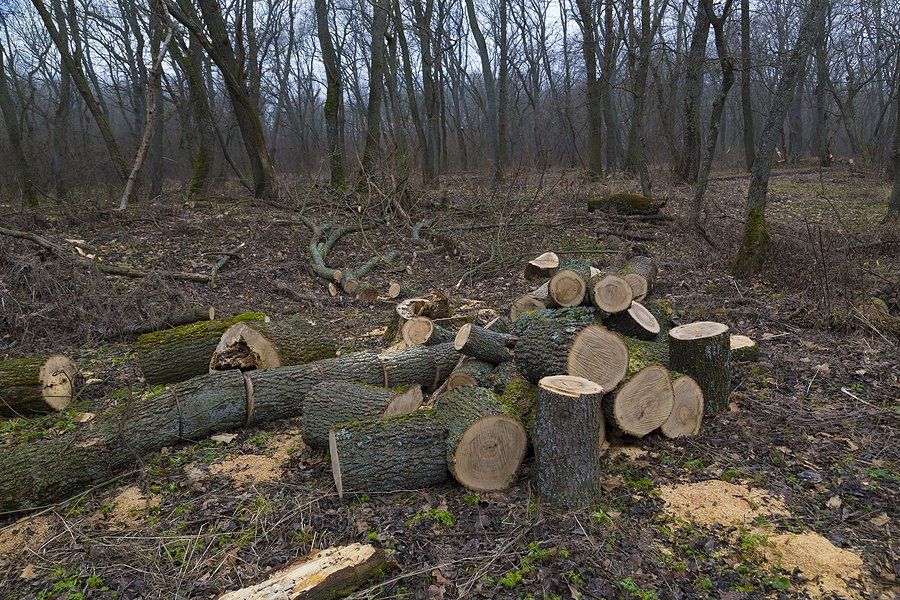 cut trees in the ground