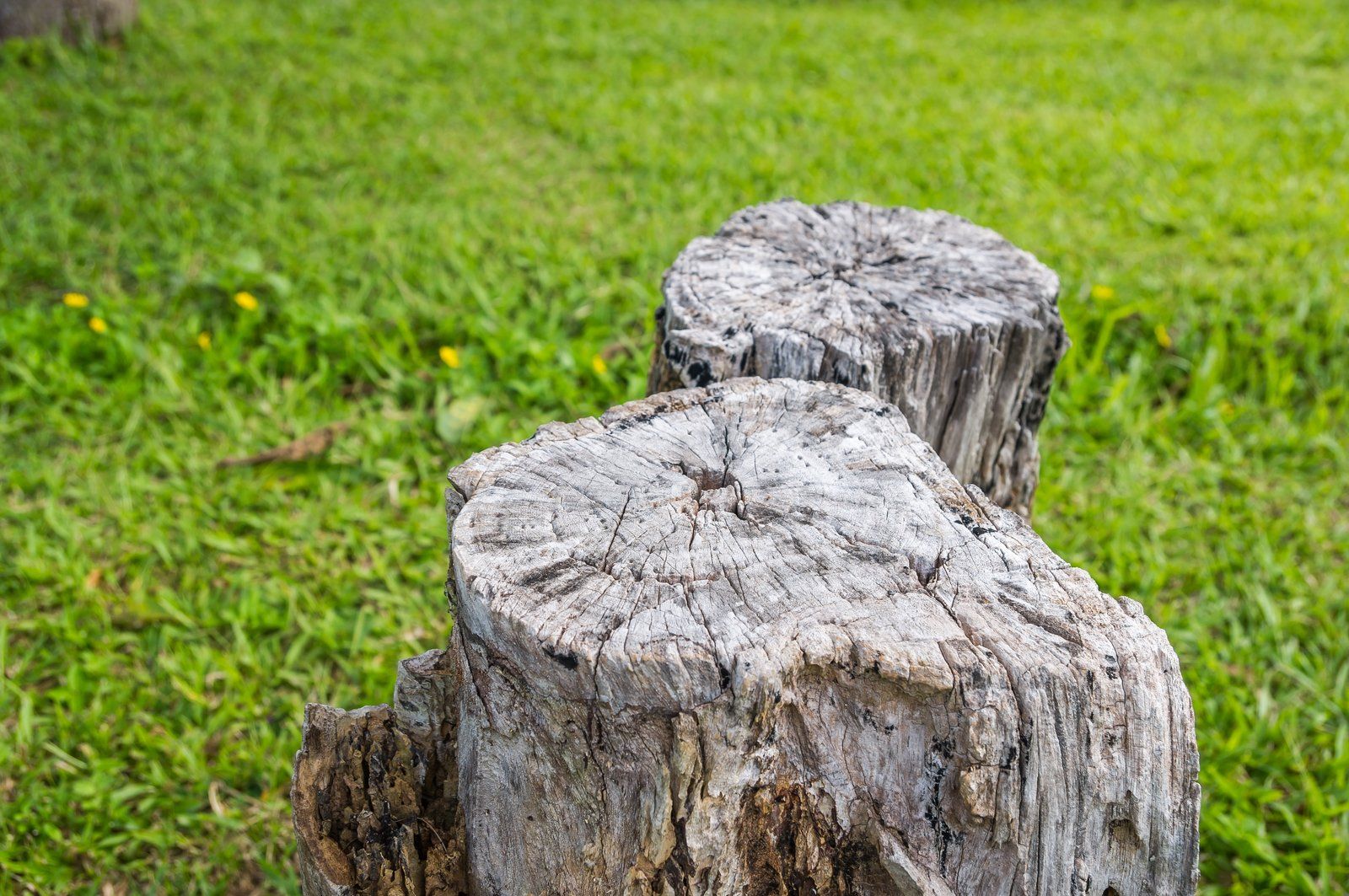 tree stump in the grass