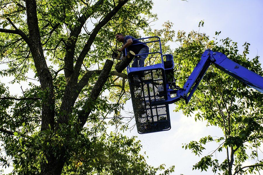 man in the lift cutting the tree