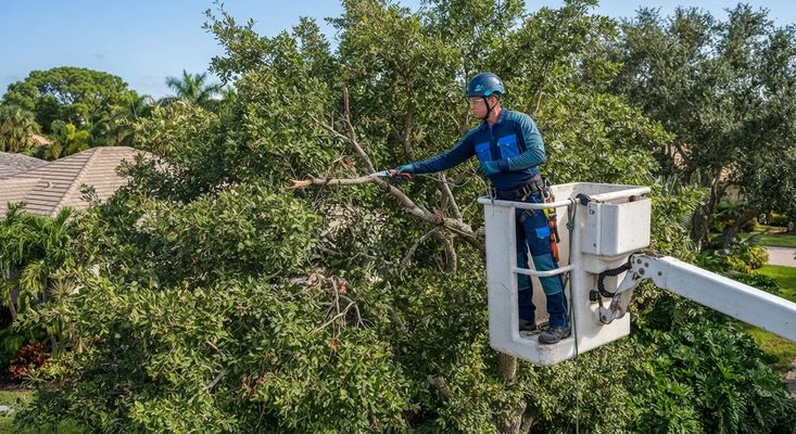 Expert tree care technician pruning from an aerial lift in Wellington Florida