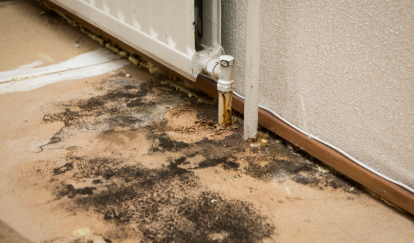 Moldy floor and wall surrounding a radiator; brown and black mold with a white radiator.