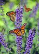 Monarch butterflies on purple flowers, bright orange and black wings, sunny day.