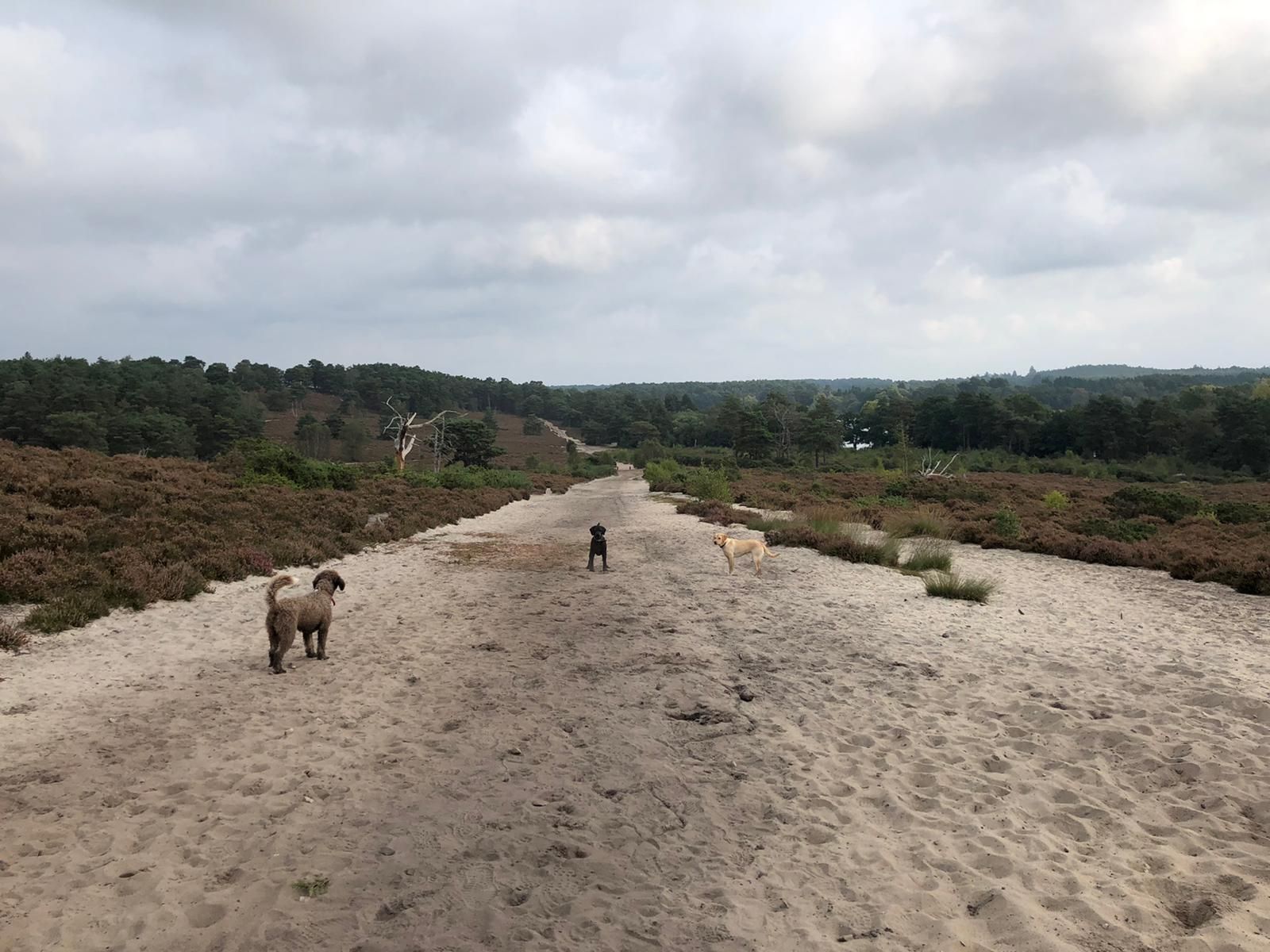 Frensham Ponds Farnham