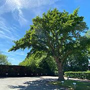 Large tree at Tanshire Business Park