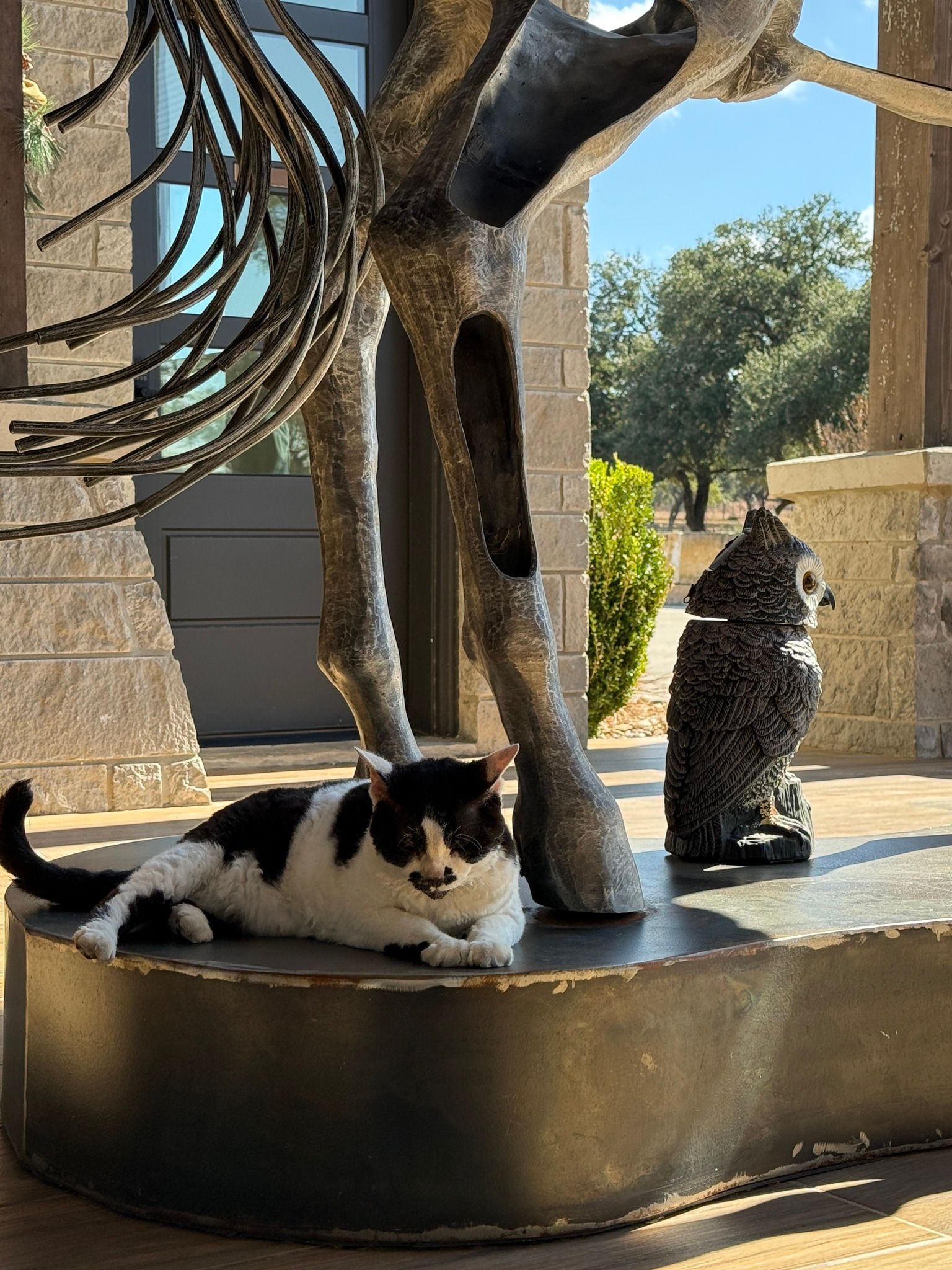 a picture of a cat net to a statue of an owl