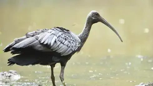 សត្វត្រយ៉ងយក្ស