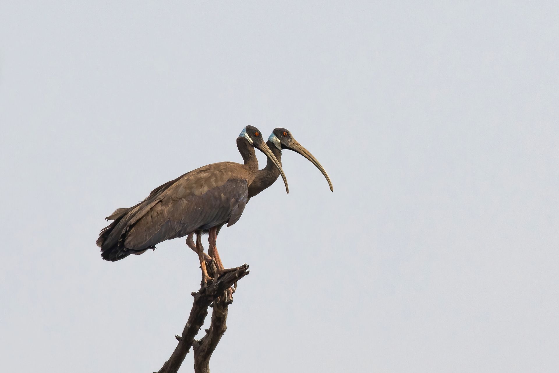 white-shouldered ibis
