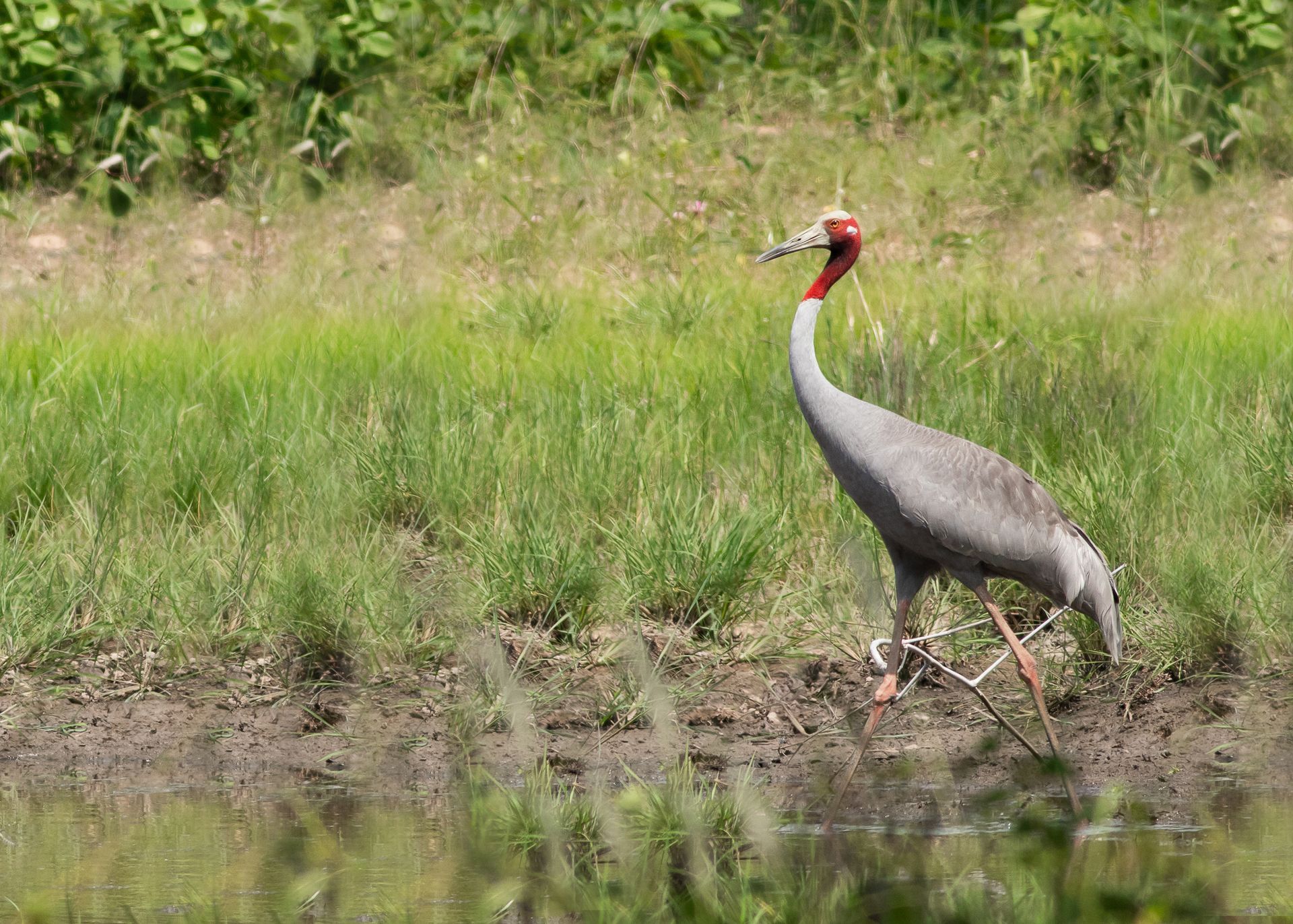 sarus crane