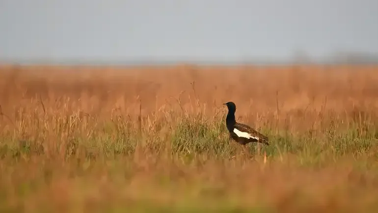 តូច Bengal Florican in Bengal Florican cambodia ដែលឃើញពីដំណើរទេសចរណ៍ SVC