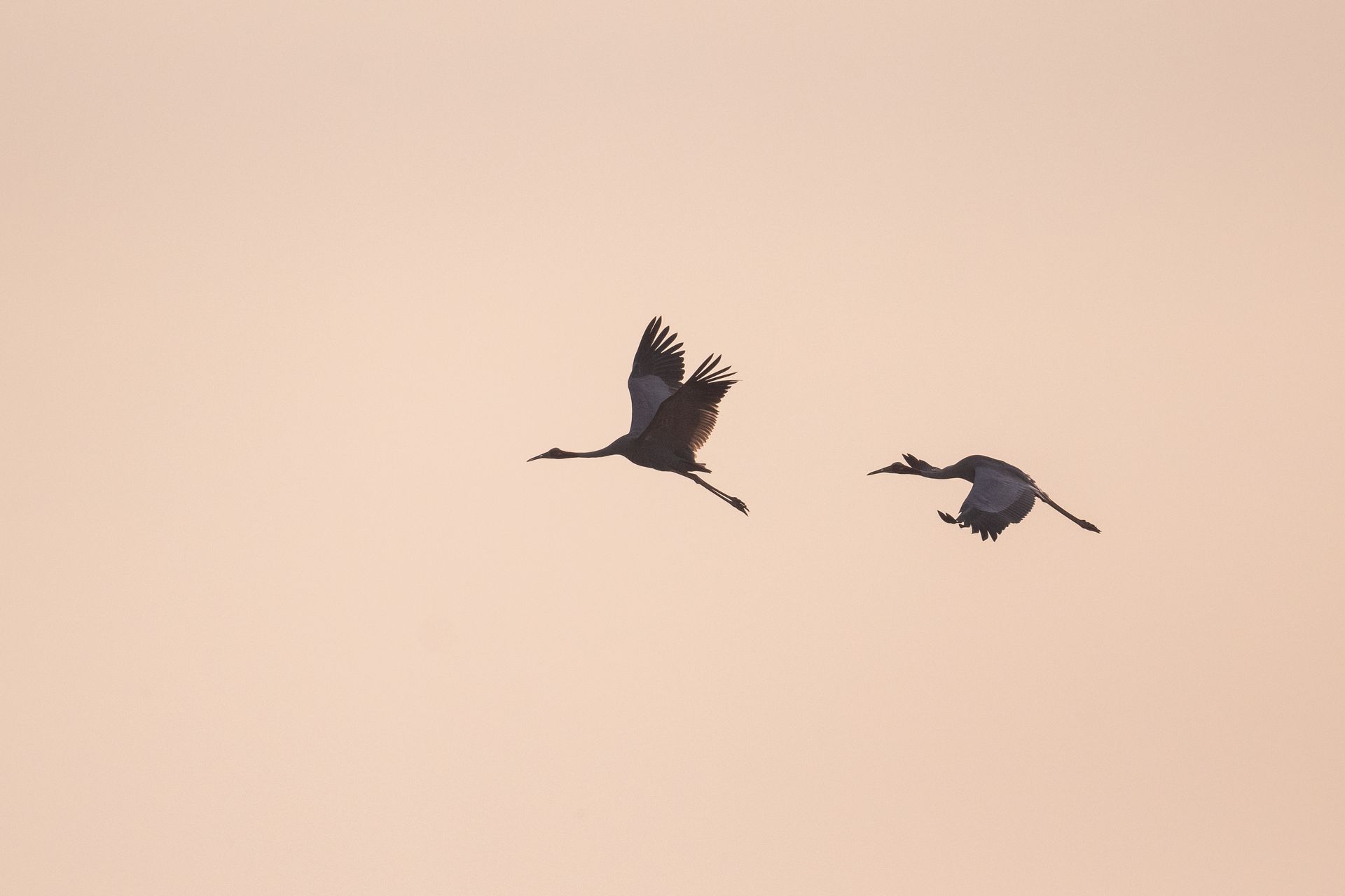 Sarus Crane