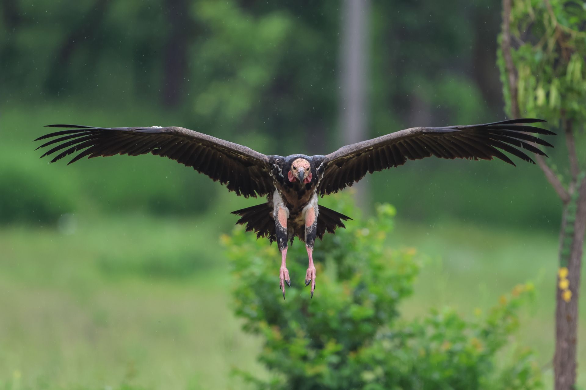 Red-headed Vulture