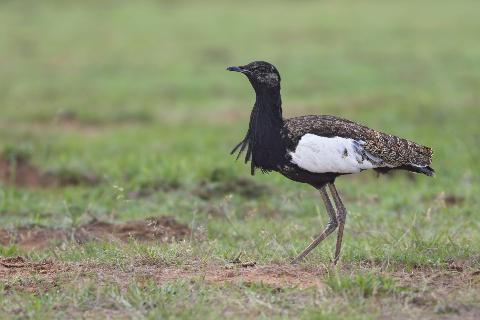 bengal florican