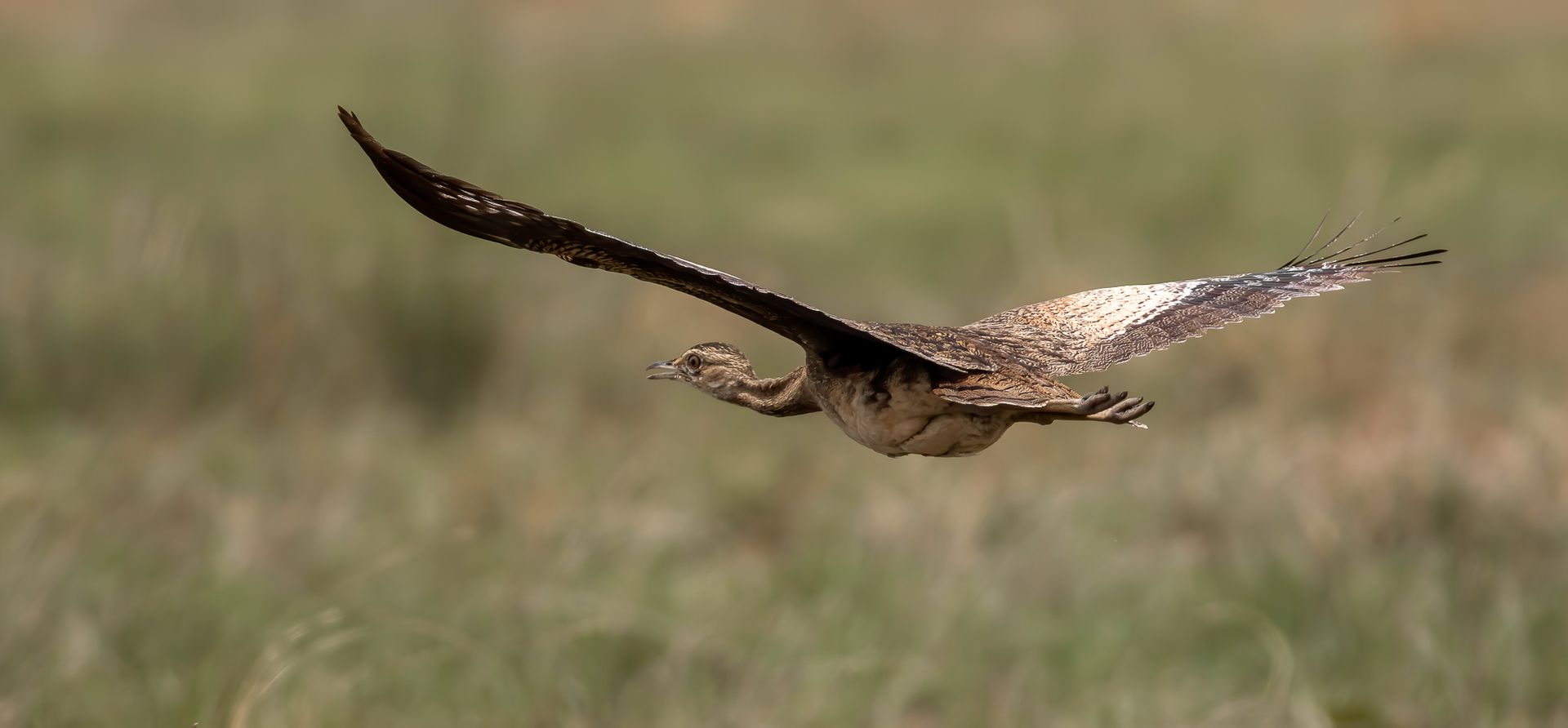 bengal florican
