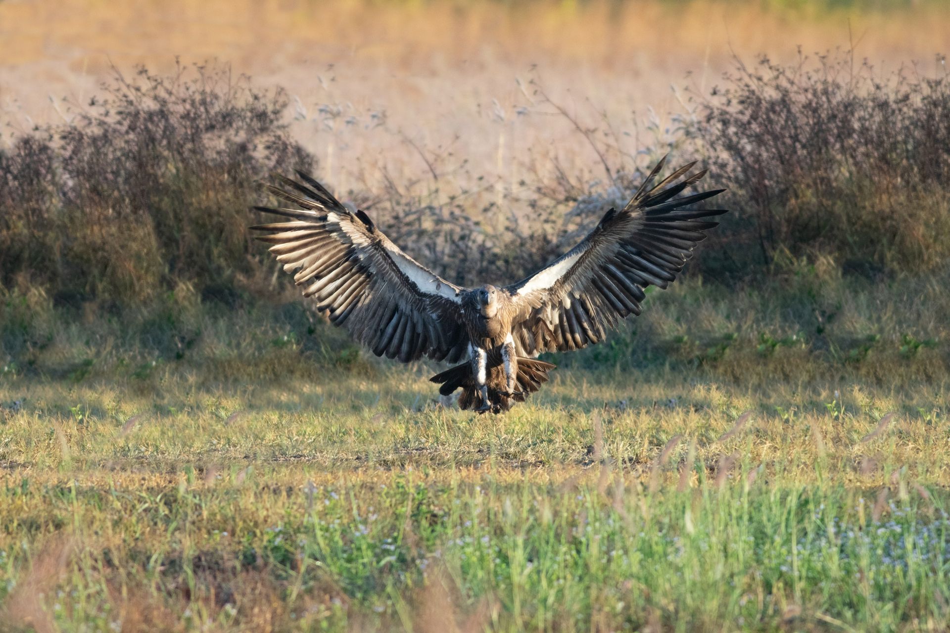 White-rumped Vulture