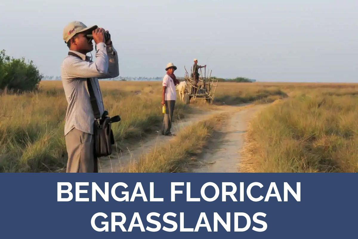 Bengal FLorican birdin site