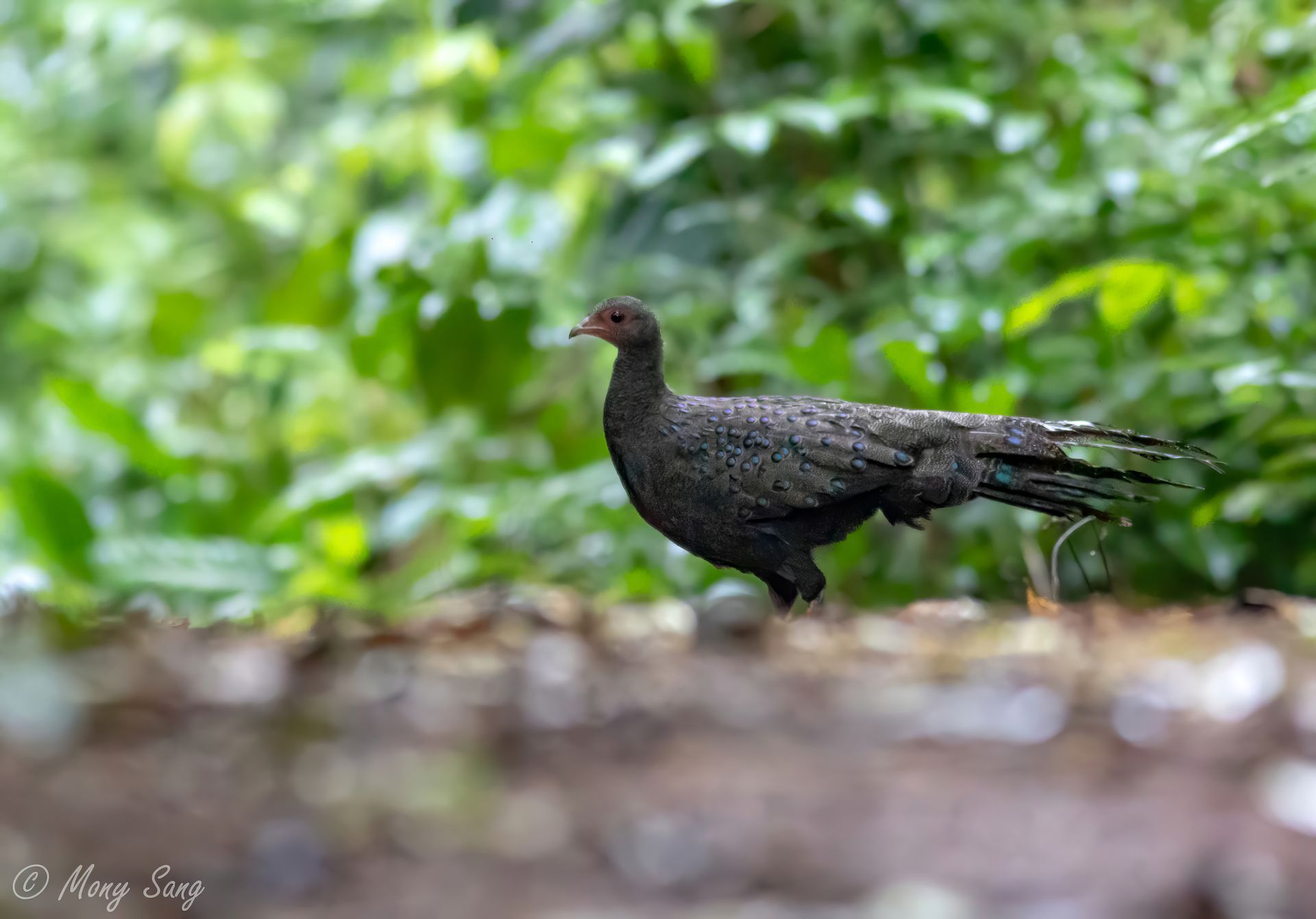 Germain's Peacock-Pheasant