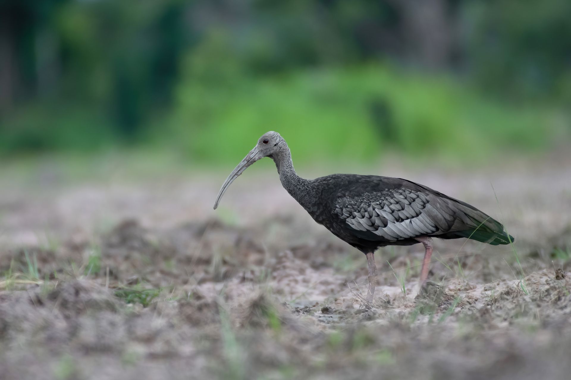 tmat paeuy, giant ibis