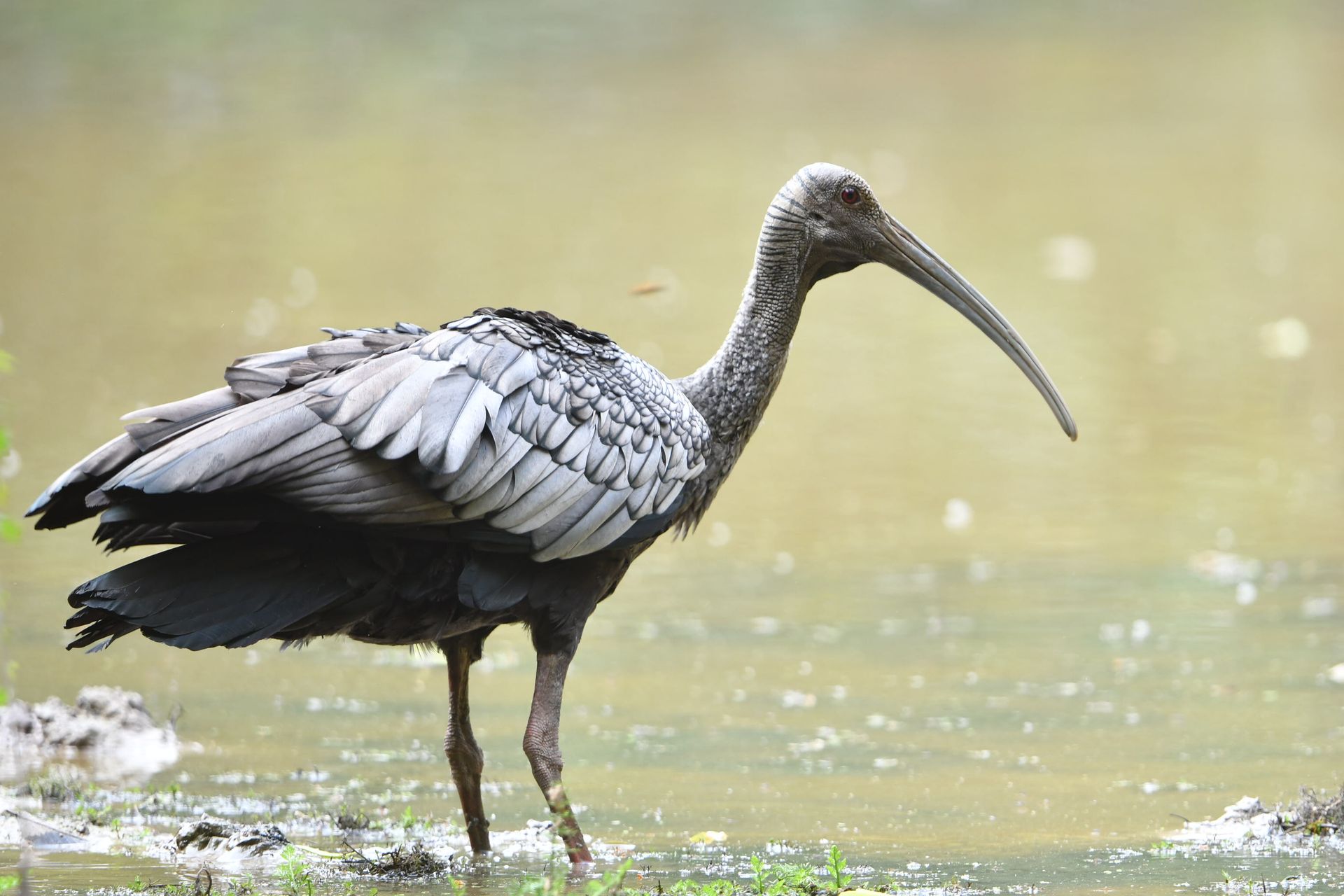 giant ibis