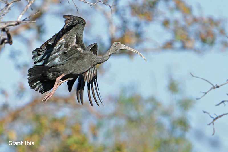 tmat paeuy, giant ibis