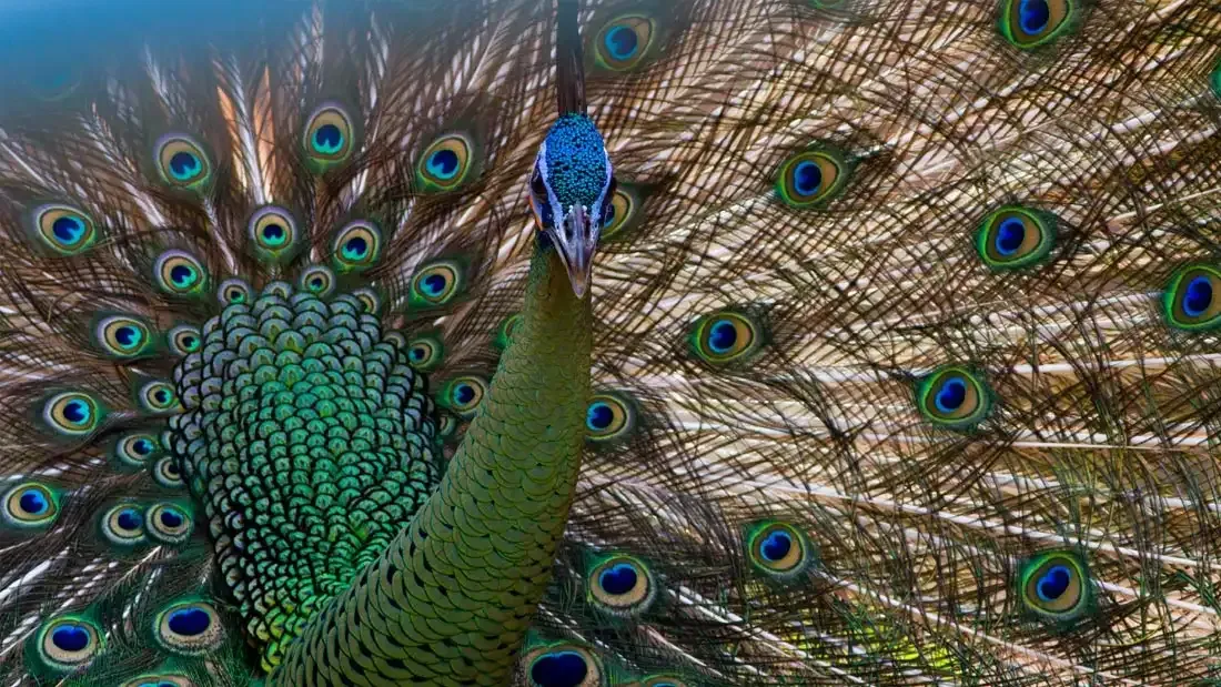 green peafowl