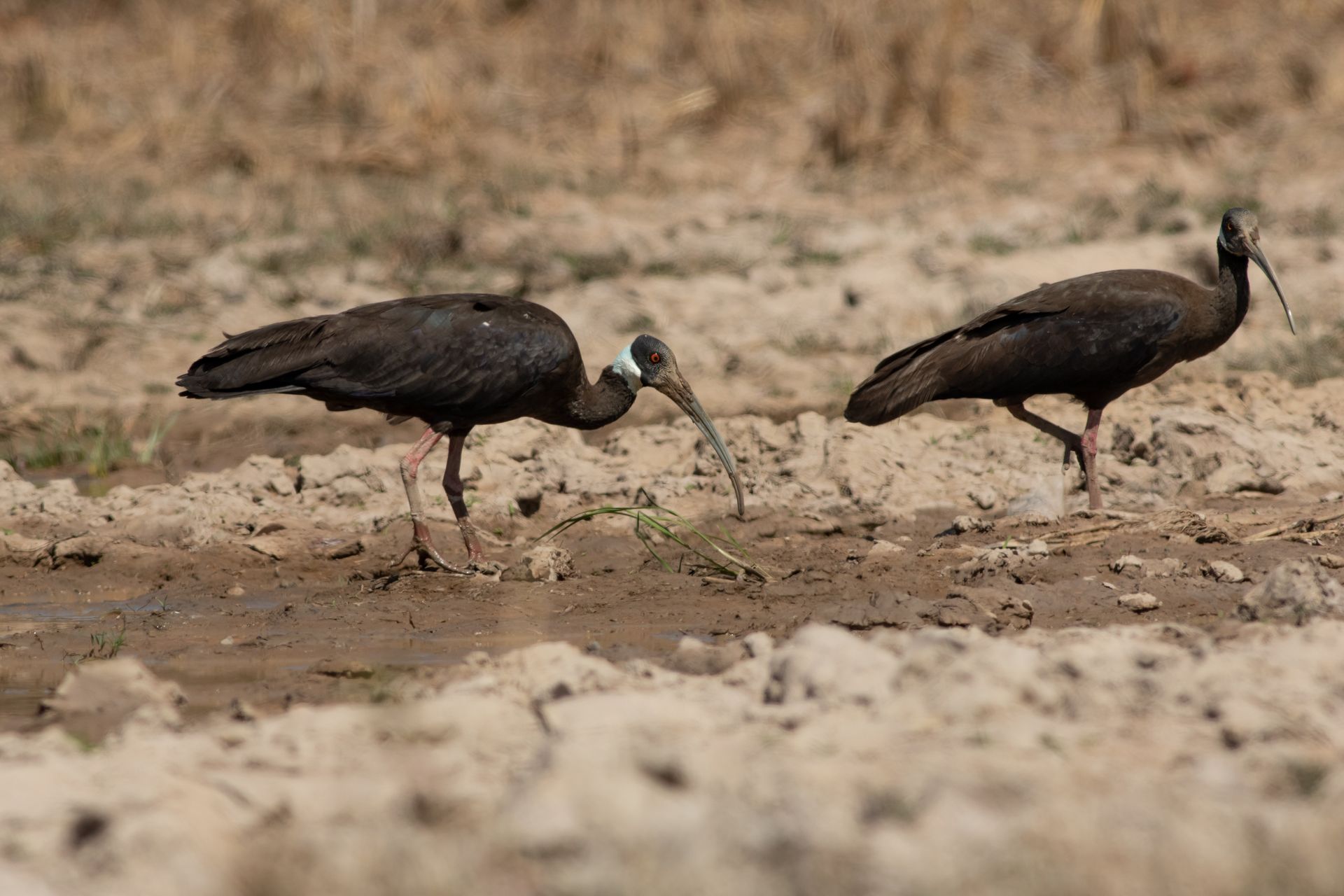 white-shoudered ibis