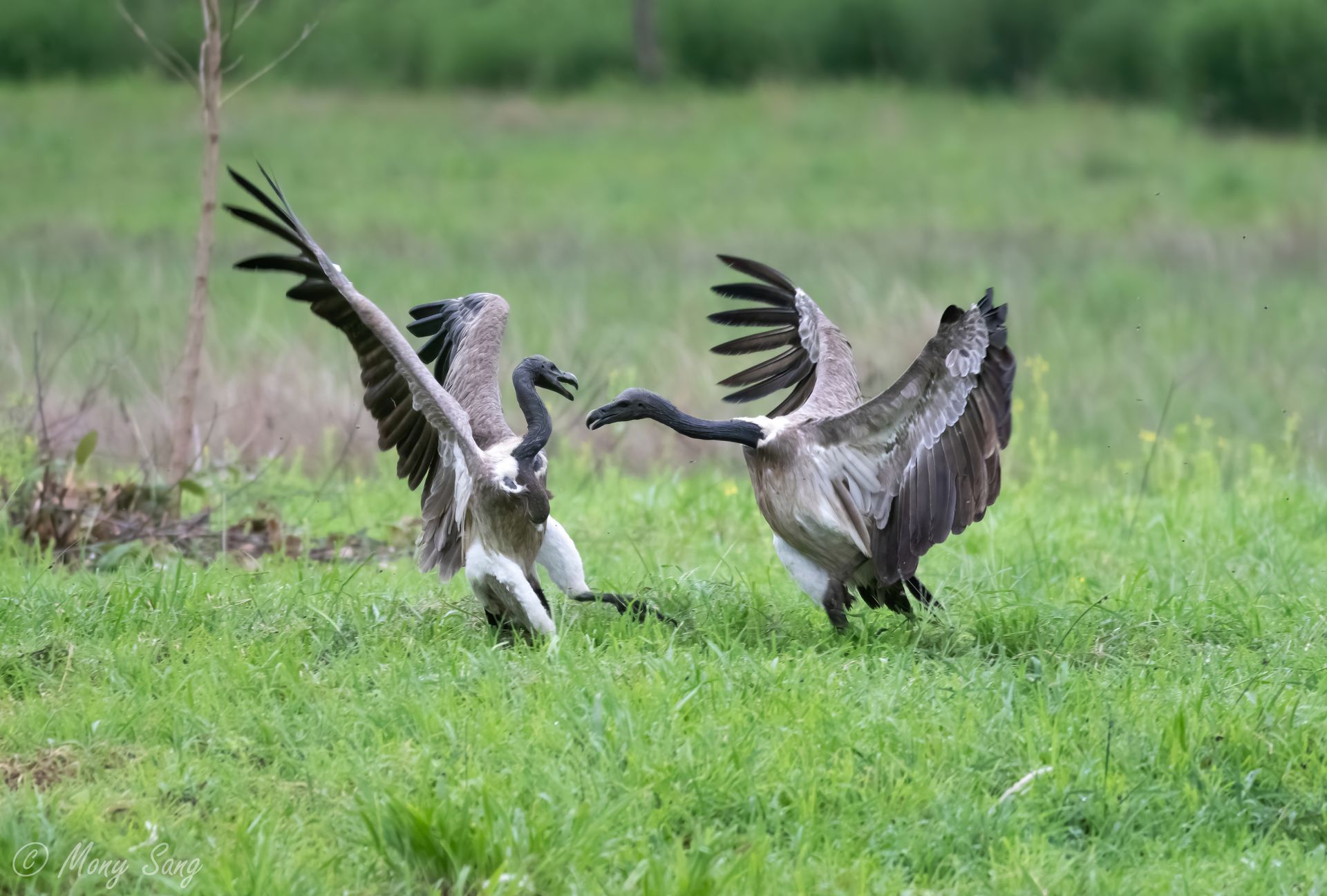Slender-billed Vulture