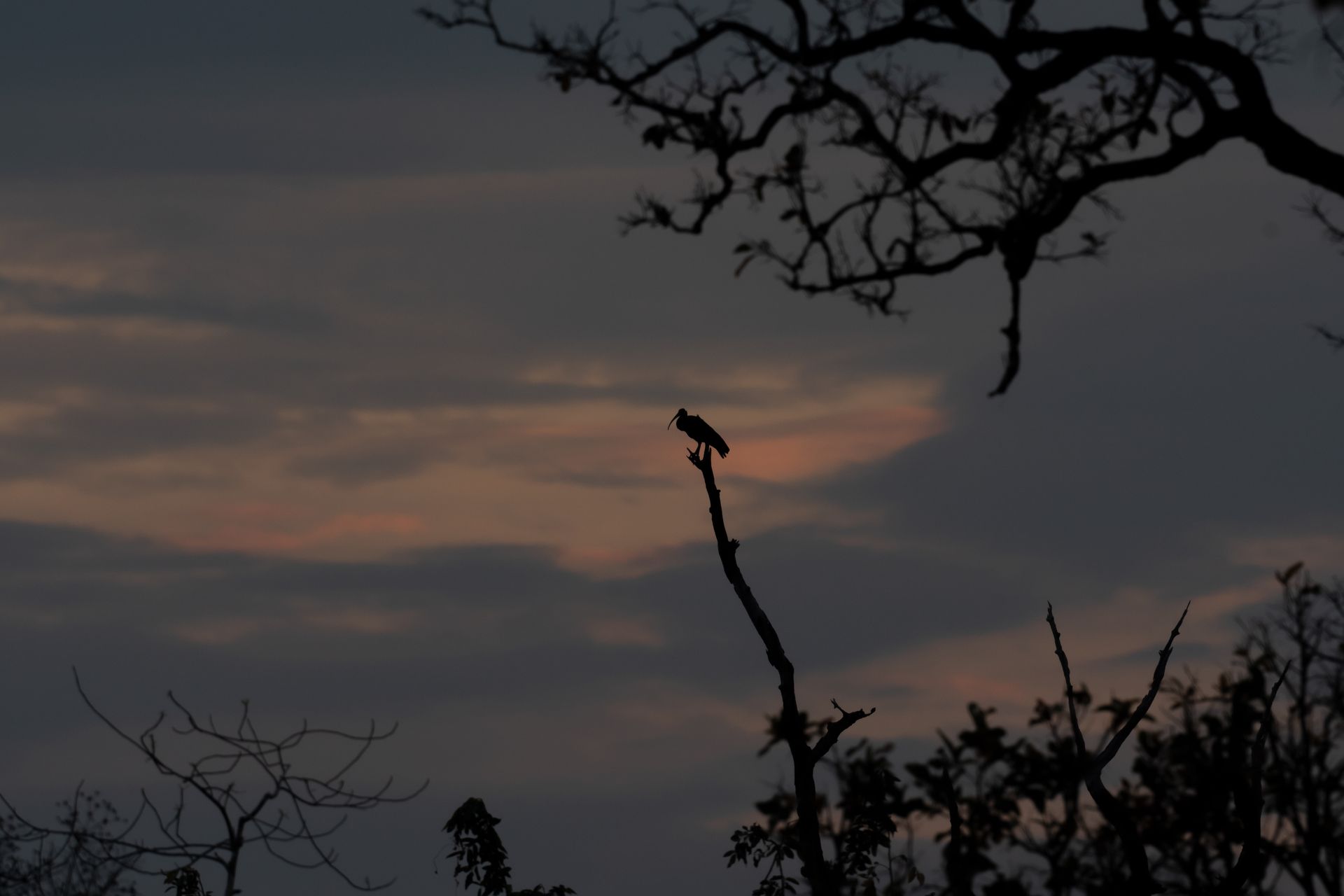 white-shouldered ibis