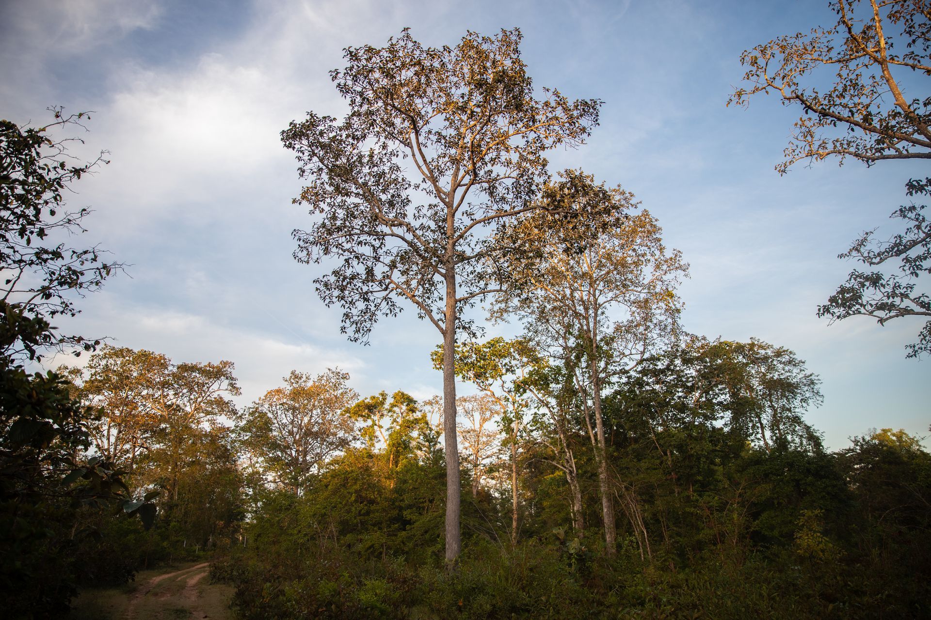tmat paeuy forest
