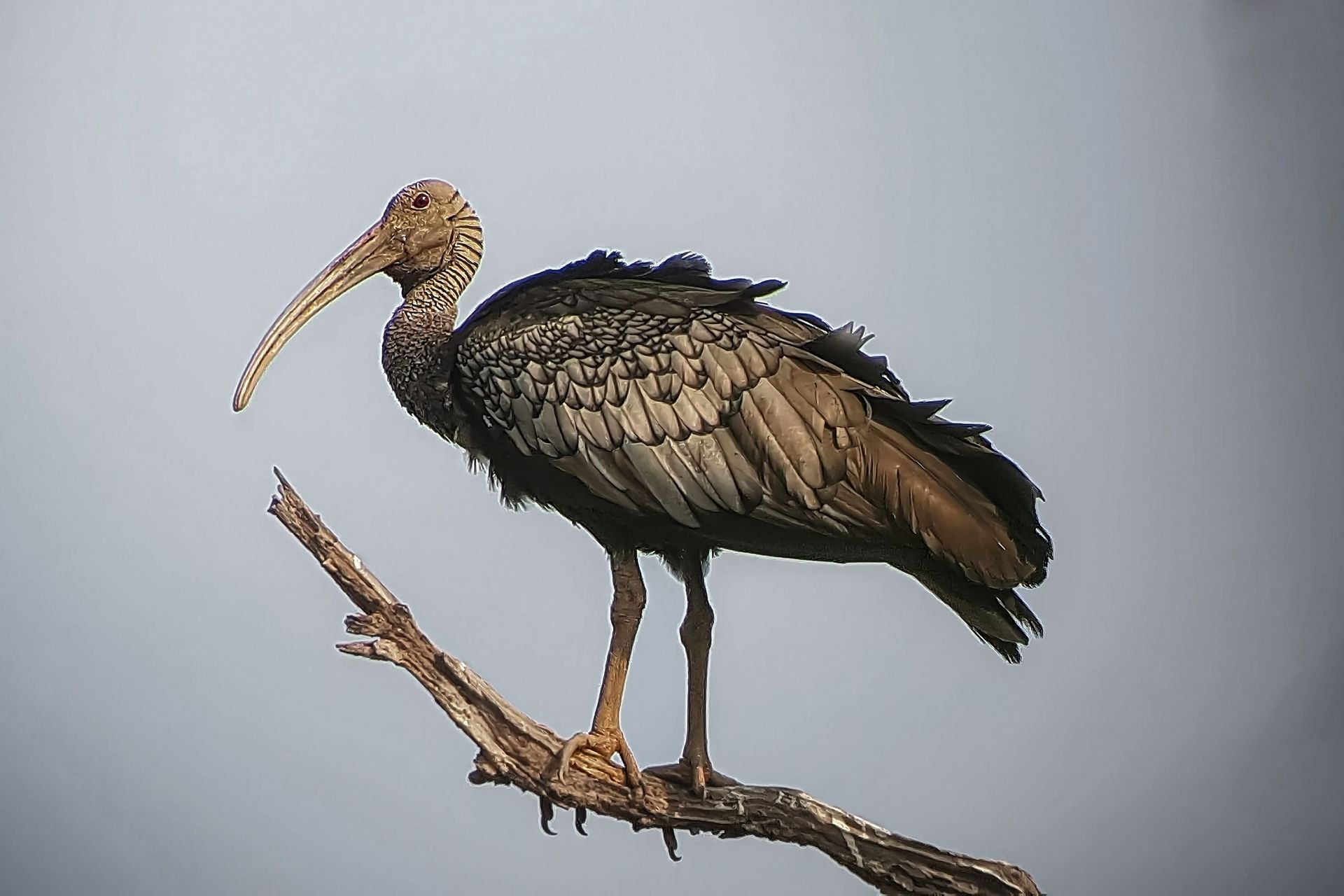 Giant Ibis birding on the tour at the Preah vihea province