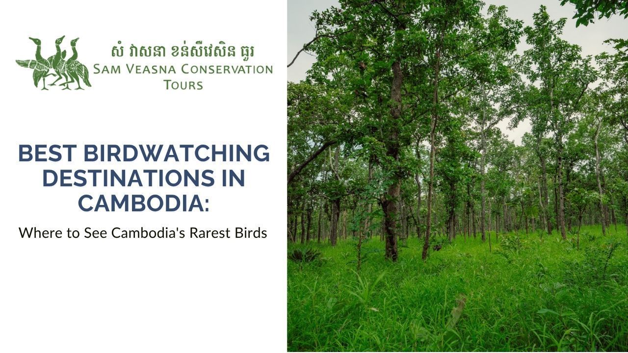 Best Birdwatching Destinations in Cambodia: Where to See Cambodia's Rarest Birds