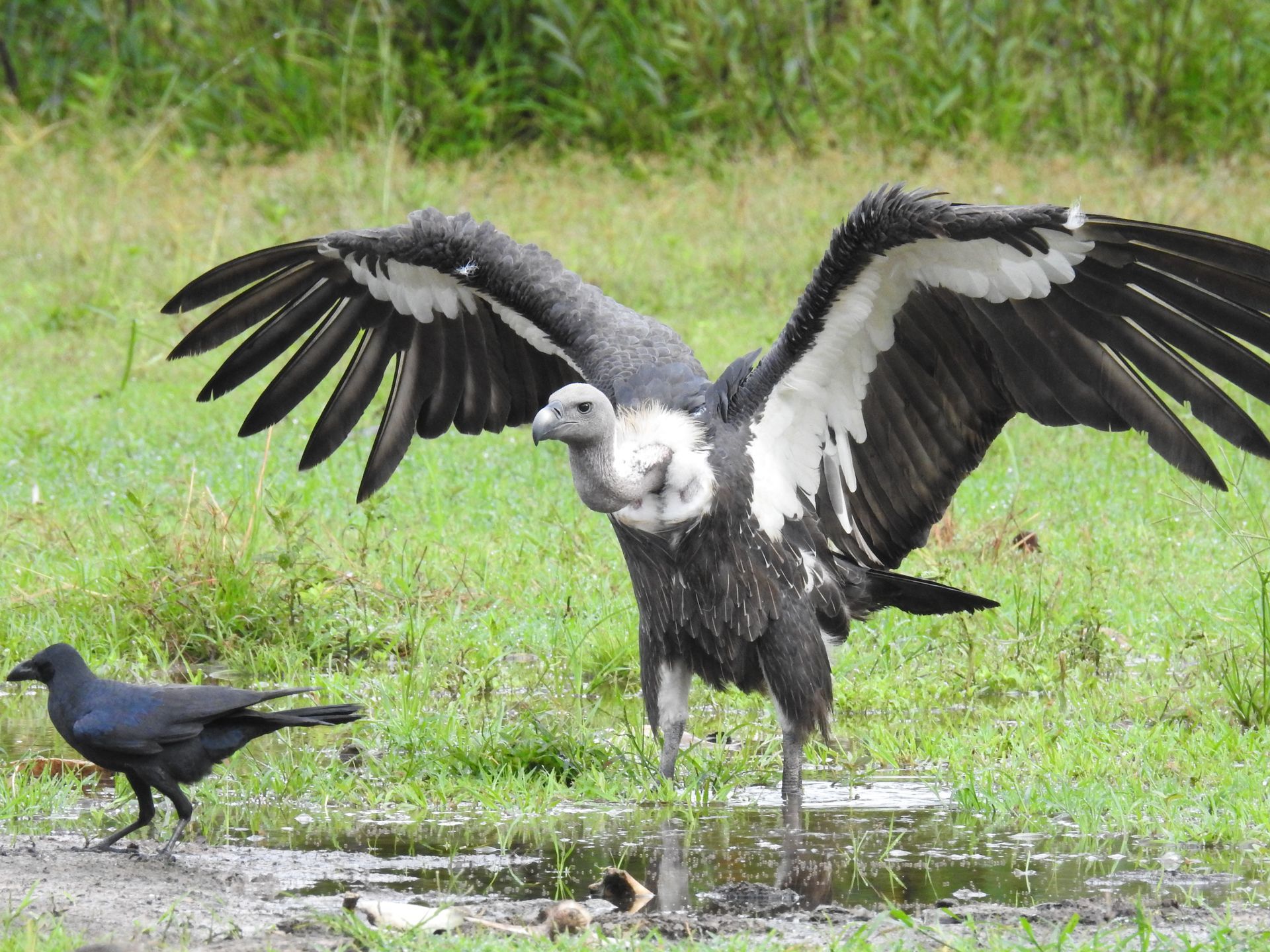White-rumped Vulture បើកស្លាបនៅកម្ពុជាក្នុងដំណើរទេសចរណ៍ SVC